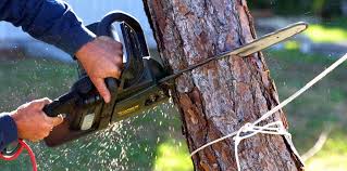 Best Pest Control for Lawns  in Skyline Ganipa, NM
