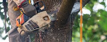 Best Tree Maintenance Programs  in Skyline Ganipa, NM