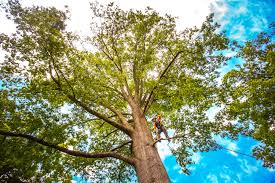 Best Tree Removal  in Skyline Ganipa, NM