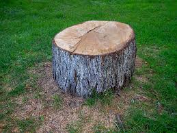 Best Tree Preservation Services  in Skyline Ganipa, NM